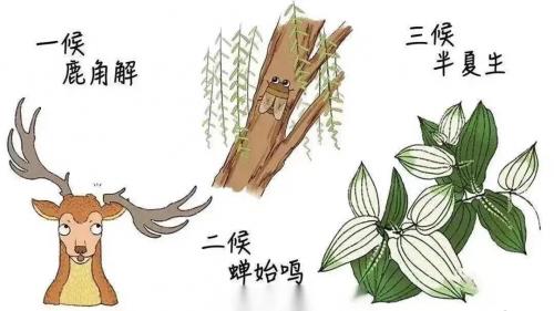 今日夏至|愿所有美好亦如約而至！